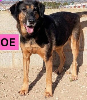 CLOE