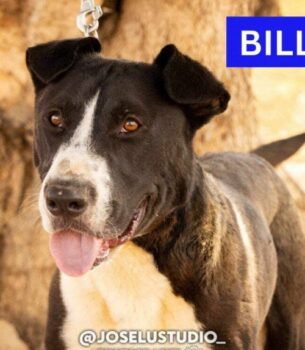 BILLIE