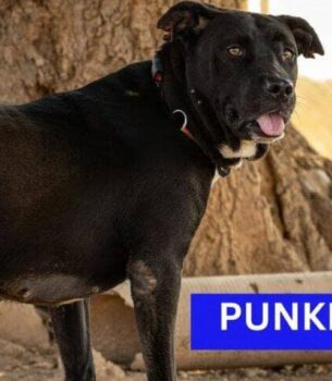 PUNKIE