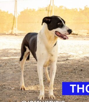 THOR