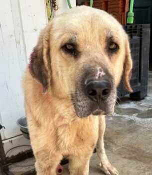 DIEGO