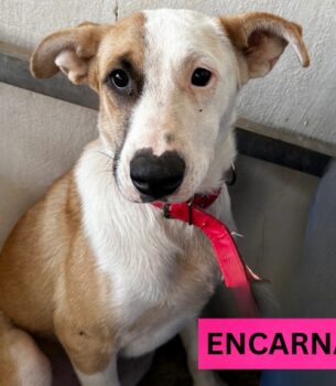 ENCARNACION