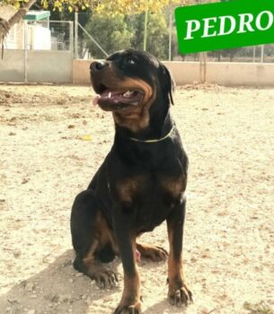 PEDRO