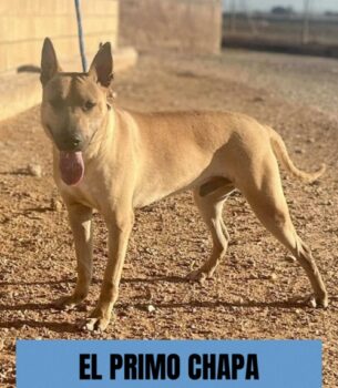 EL PRIMO CHAPA