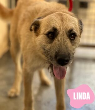 LINDA
