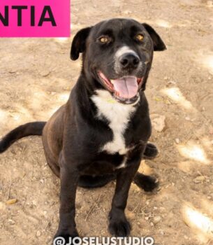 ANTIA