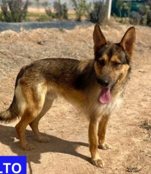 BALTO