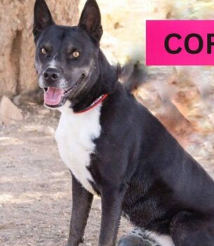 CORA