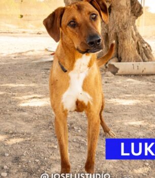 LUKE