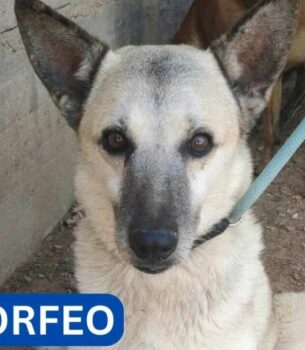 MORFEO