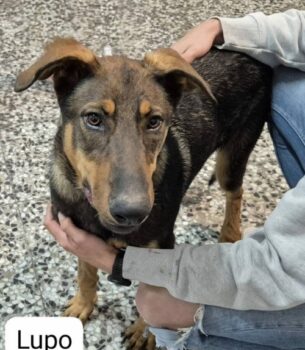LUPO