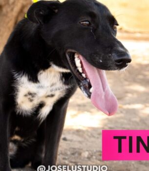 TINA