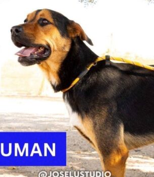 TRUMAN
