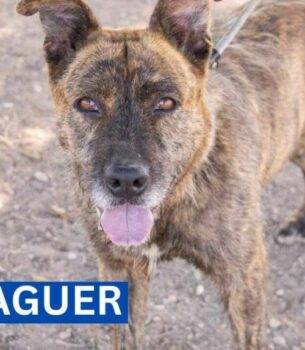 JAGUER