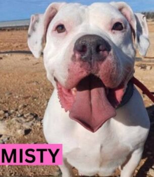 MISTY
